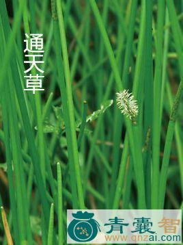 通天草的性状性味归经以及功效用法和注意事项-青囊智