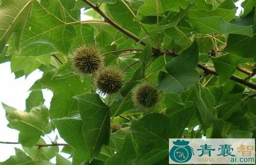 中药材通条树图片