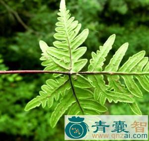 中药材通经草图片