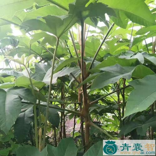 中药材通草树图片