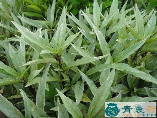 中药材通骨消茎叶图片