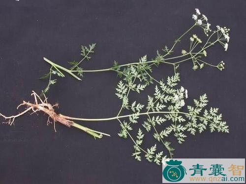 中药材避风草图片