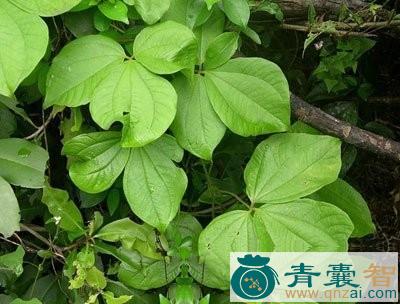 那亚的性味归经以及功效用法和注意事项-青囊智