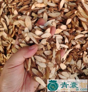 中药材那拔叶图片