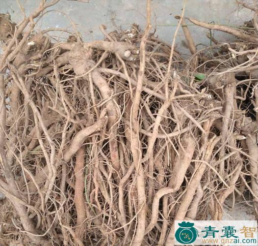 中药材那拔根图片