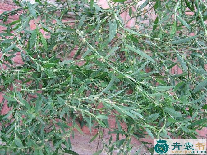 那猪草的性状性味归经以及功效用法-青囊智