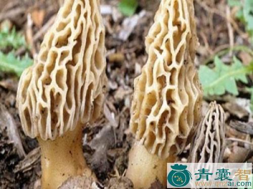 那蘑的性状性味归经以及功效用法-青囊智