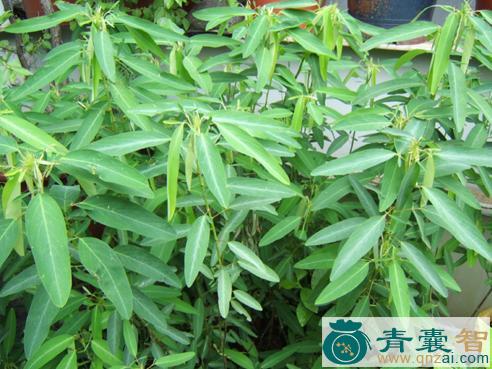 中药材郁臭苗图片