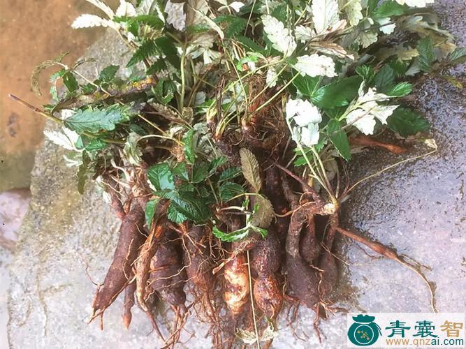 中药材郁苏参图片
