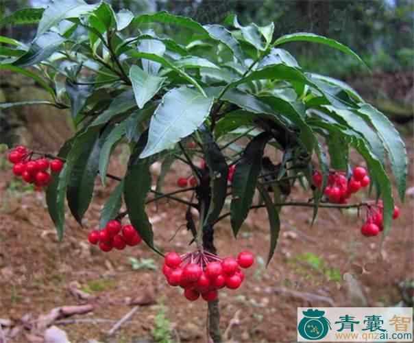 中药材郎伞木图片