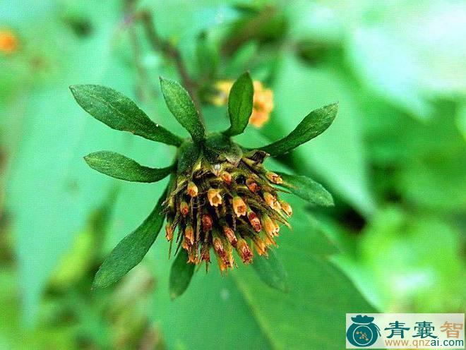 中药材郎耶草图片