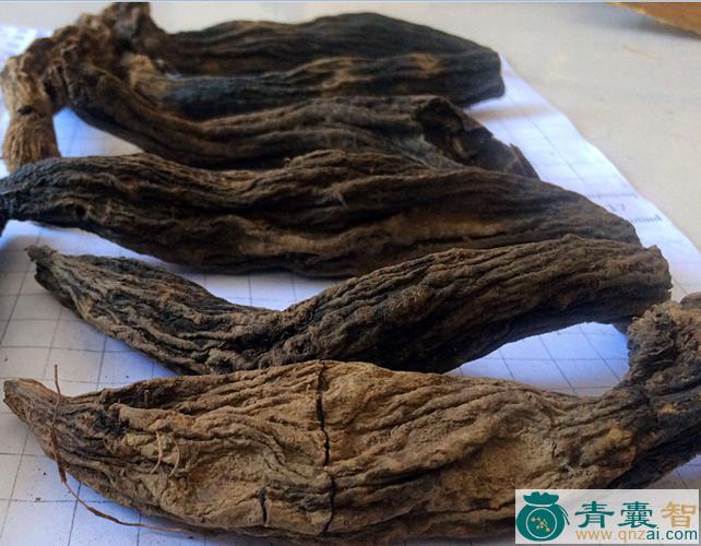 中药材鄂玄参图片