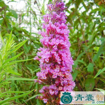 中药材酒曲花图片
