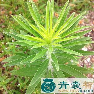 中药材酒草图片