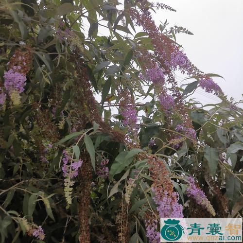 中药材酒醉花图片