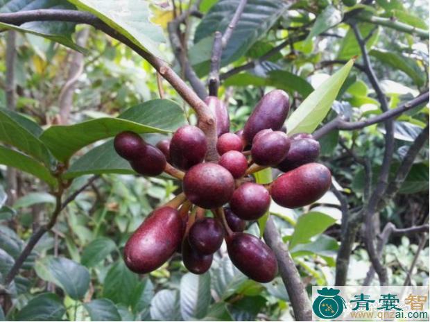 中药材酒饼婆图片
