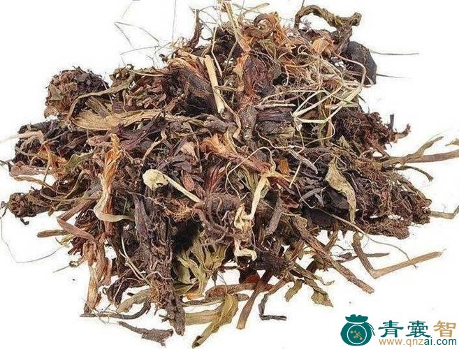 中药材酱瓣草图片