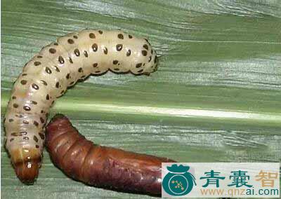 中药材酱虫图片