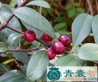 中药材酸古藤图片