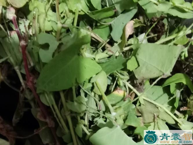 中药材酸咪咪图片