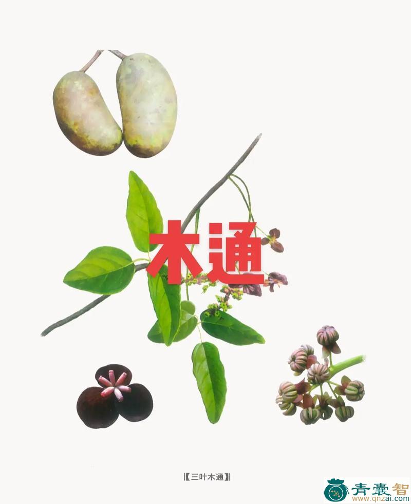 中药材酸木通图片