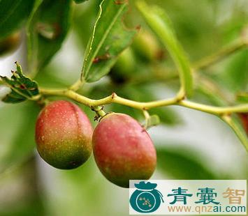 中药材酸果图片