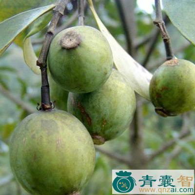 中药材酸桐子图片