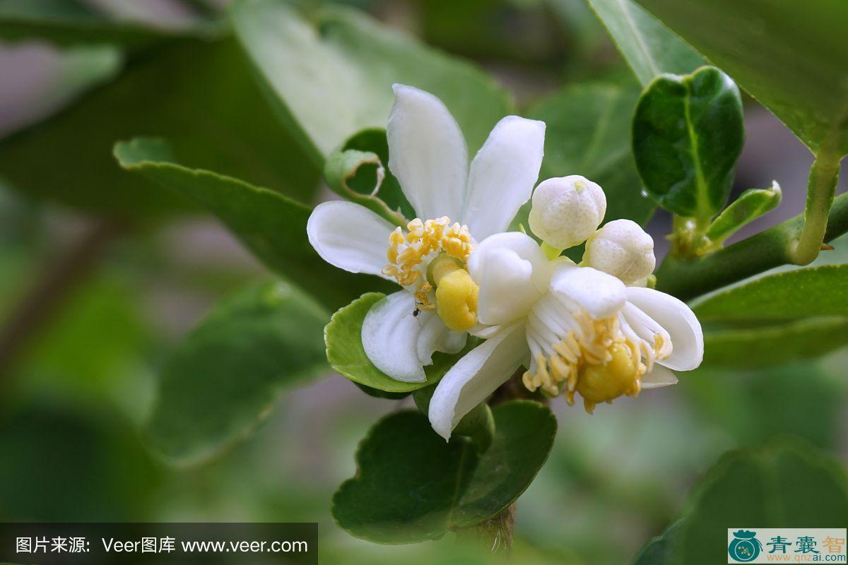 中药材酸橙花图片
