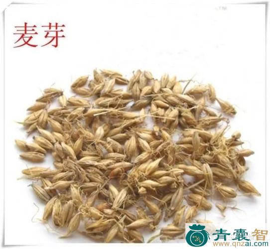中药材酸母子图片