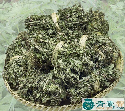 中药材酸母草图片