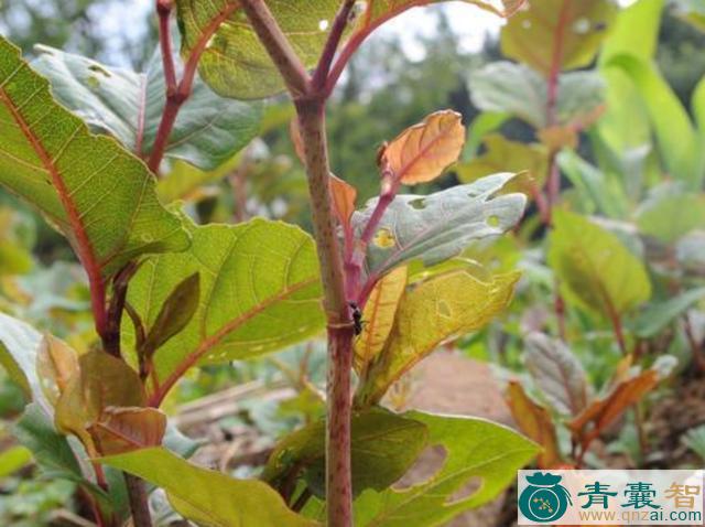 中药材酸汤梗图片
