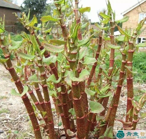 中药材酸筒杆图片