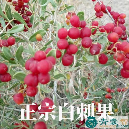 中药材酸胖图片