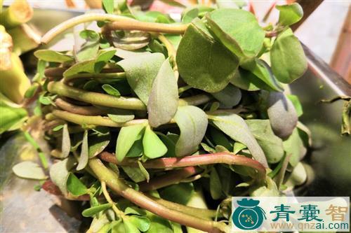 酸苋的性状性味归经以及功效用法和注意事项-青囊智