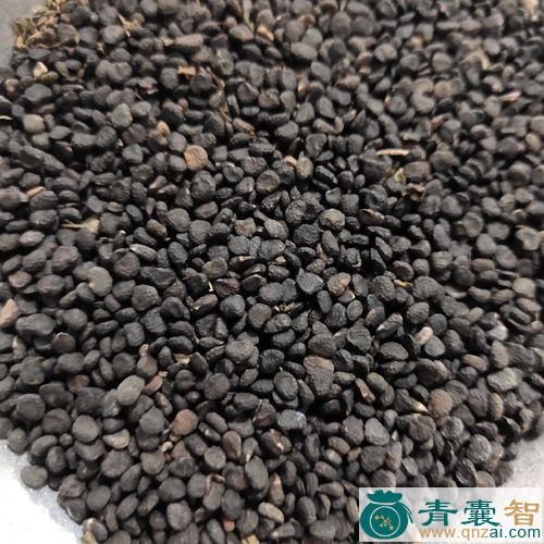 中药材醉葡萄图片