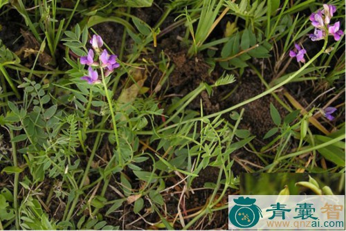 中药材醉马草图片