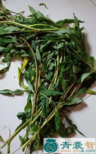 中药材醋刺柳图片