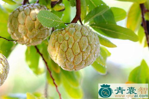 中药材释迦果图片