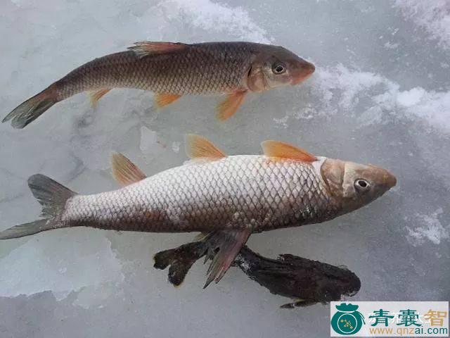 中药材重口鱼图片