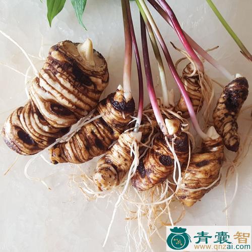 中药材重台根图片