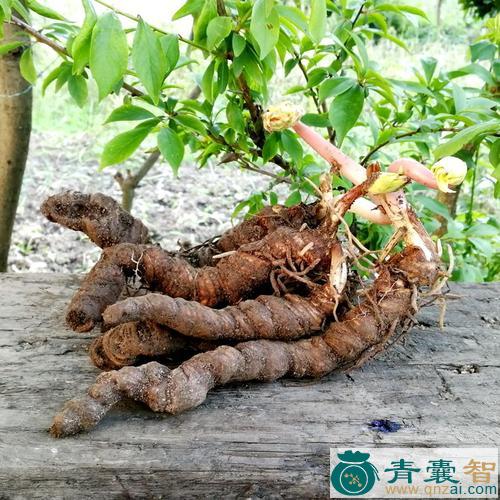 中药材重台草图片
