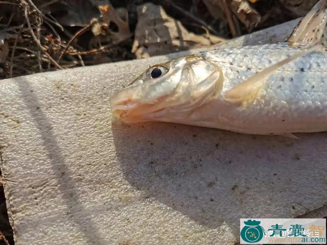 重唇花鱼的性味归经以及功效用法-青囊智