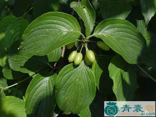 中药材重阳柳图片