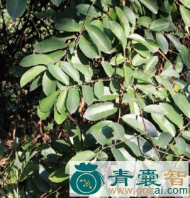 野五味子藤的性状性味归经以及功效用法-青囊智