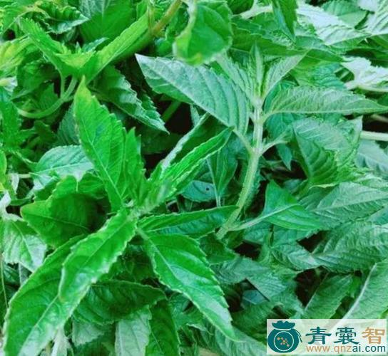 野仙人草的性状性味归经以及功效用法-青囊智