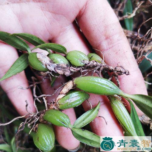 中药材野仙桃图片