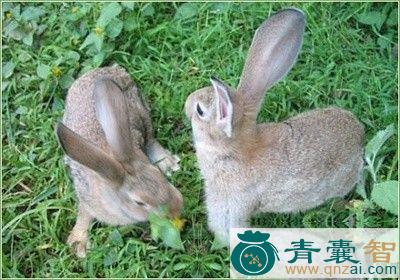 中药材野兔脑图片