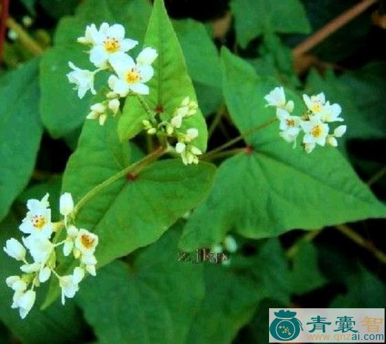 中药材野兰荞图片