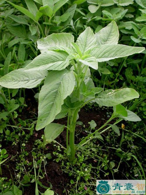 野冬苋菜的性状性味归经以及功效用法和注意事项-青囊智