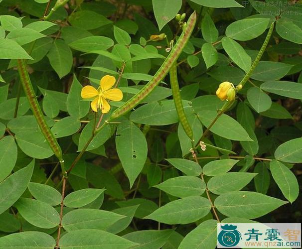 中药材野决明图片